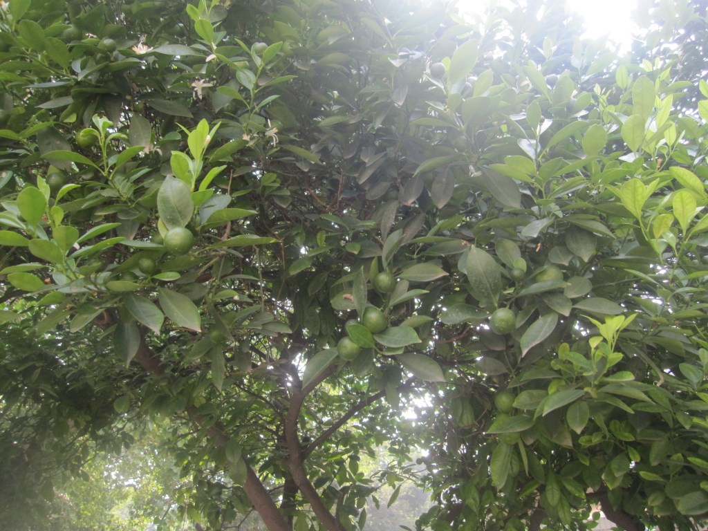 cute little baby limes